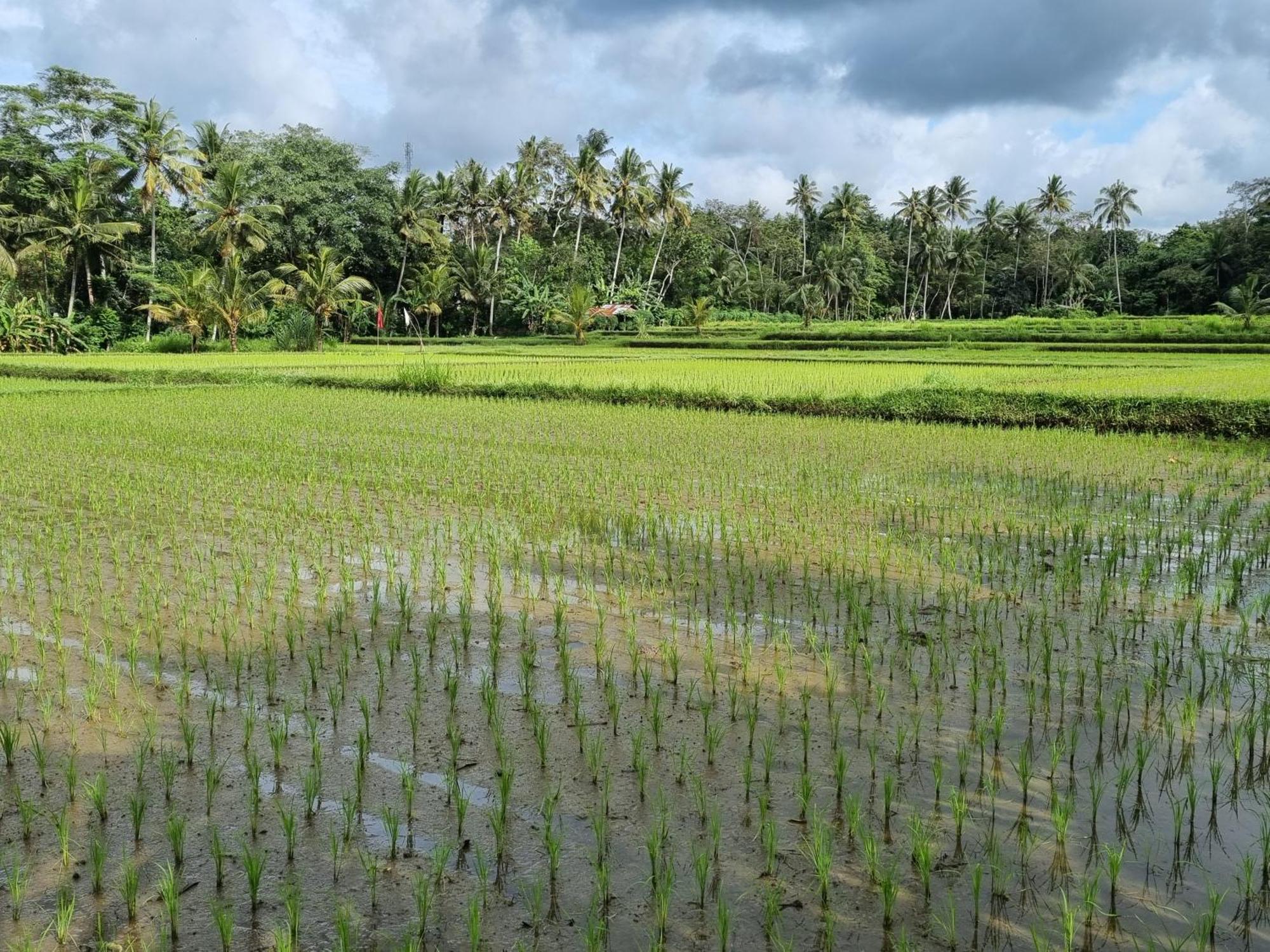 New 4 Bedroom Villa Surrounded By Jungle And Ricefields Ubud Extérieur photo